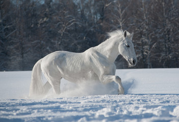 Obraz na płótnie Canvas White horse in white snow