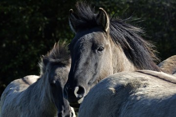 Obraz na płótnie Canvas Konik horses (Equus przewalskii f. caballus)