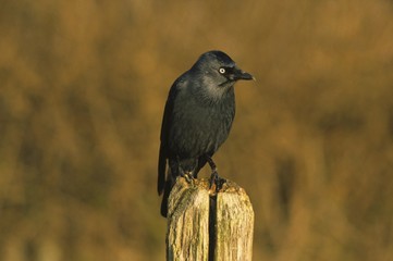 Jackdaw (Corvus monedula)