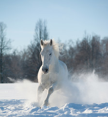 Obraz na płótnie Canvas white horse running front view in the snow