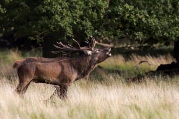 Fototapeta premium Belling red stag during the rut - red deer in heat - male (Cervus elaphus)