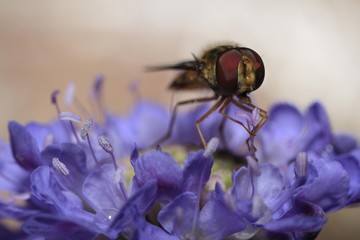 Hoverfly Epistrophe balteata, scabious Knautia sylvatica, Germany, Europe