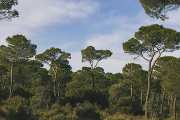 pine trees forest