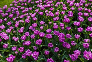 Fototapeta premium Tulips (Tulipa), Keukenhof, Holland, Netherlands, Europe