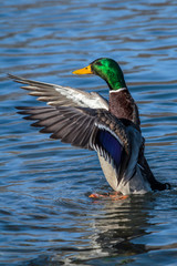 Mallard