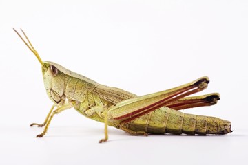 Meadow Grasshopper (Chorthippus parallelus)