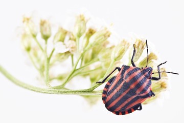 Striped Stink Bug (Graphosoma lineatum)