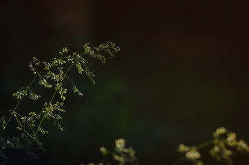 close-up shot of white field flowers at sunset