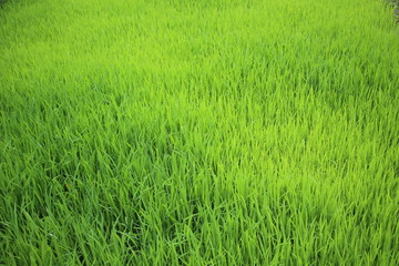 Rice Farming in Vietnam – Traditional Cultivation in Lush Green Paddies