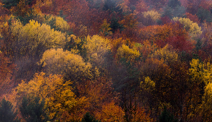 autumn colors - 175638991