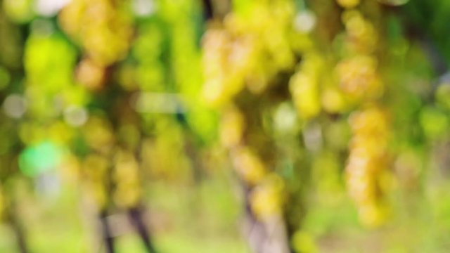 Vineyards in sunny autumn harvest