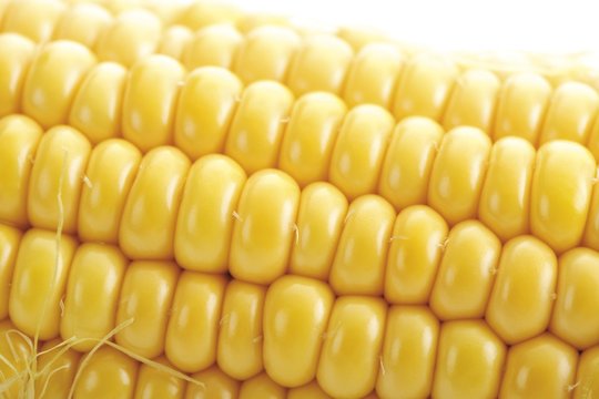 Cob of corn, close-up shot