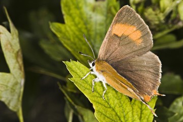 Brown Hairstreak Butterfly (Thecla betulae)