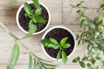 house plants in pots