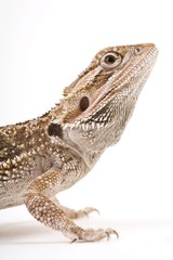 Bearded Dragon (Pogona vitticeps)