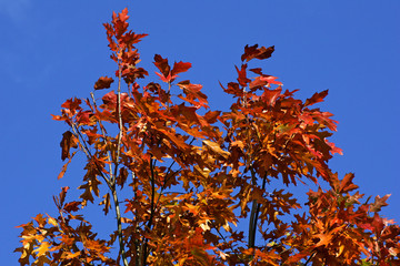 American red oak - leaves in autumn colours - colourful foliage (Quercus rubra)