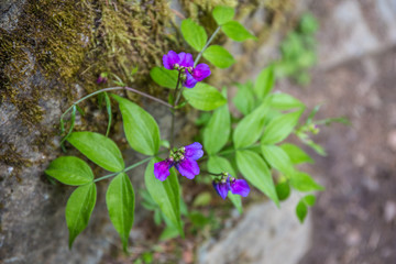 violet flower - 175639580