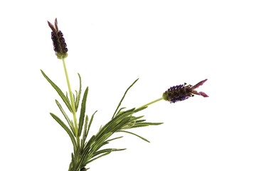 Stoechas Lavender or Topped Lavender (Lavandula stoechas)