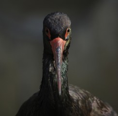 Black Stork (Ciconia nigra) portrait