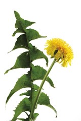Dandelion (Taraxacum sect. Ruderalia)