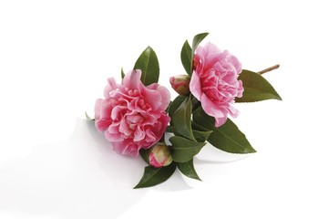 Japanese Camellia (Camellia japonica)