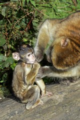 Barbary apes - female delouses its cub - barbary macaque (Macaca sylvanus)