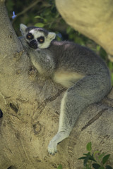 Lemur