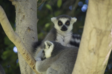 Lemur
