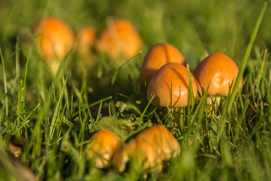 Moshroom