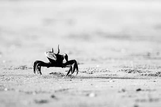 Crab at sand beach in black and white. High key effect.