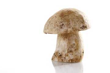 Porcini mushroom