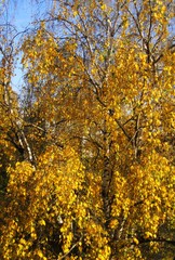 Golden autumn