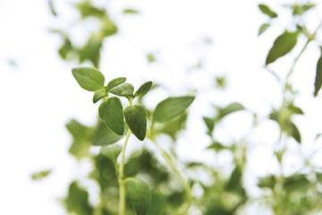 Thyme (Thymus), herb