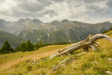 Dead tree in Swiss National Park