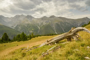 Fototapeten Dead tree in Swiss National Park © Michal