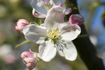 Fototapeta na wymiar Apple Blossom, (Malus)