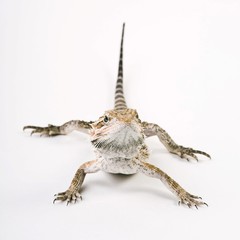 Bearded Dragon (Pogona vitticeps)
