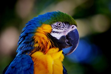 Blue green and yellow parrot face closeup