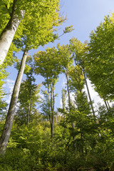 Fototapeta premium sunshine in the forest