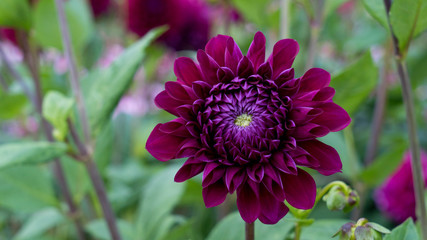 Flower and petals of purple dahlia on a green background.