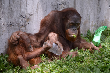Obraz premium Orangutan