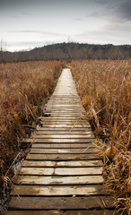 Board walk pass in cattails swamp