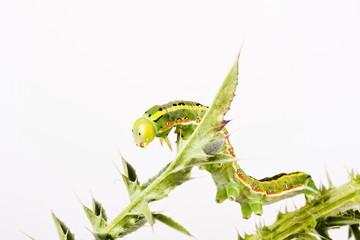 Caterpillar of a Sword-grass Moth (Xylena exsoleta)