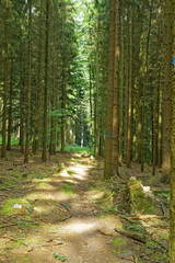 sunshine in the forest