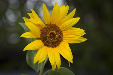 Sunflower (Helianthus annuus), Baden-Wuerttemberg, Germany, Europe