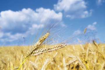 Rye (Secale cereale)