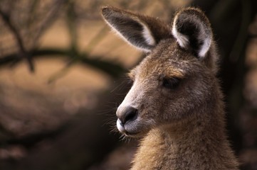 Grey Pensive Kangaroo Native Animal awaiting feeding time in Wildlife Sanctuary near Devenport, Tasmania, Australia