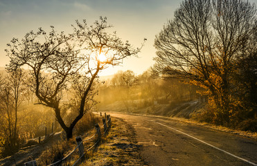 Fototapeta na wymiar country road in morning fog with naked trees. beautiful autumn scenery
