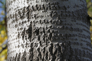 Bark of Common Aspen , Eurasian Aspen (Populus tremula)