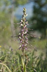 Balkan Lizard Orchid (Himantoglossum caprinum), Lake Kerkini area, Greece, Europe